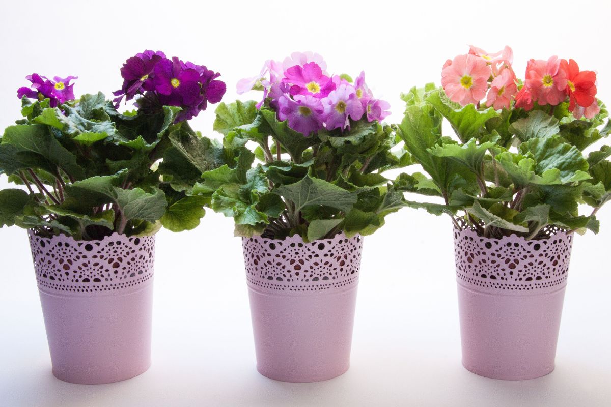 Leia este artigo e descubra um método infalível para aprender como plantar violeta a partir da folha - Reprodução: Canva