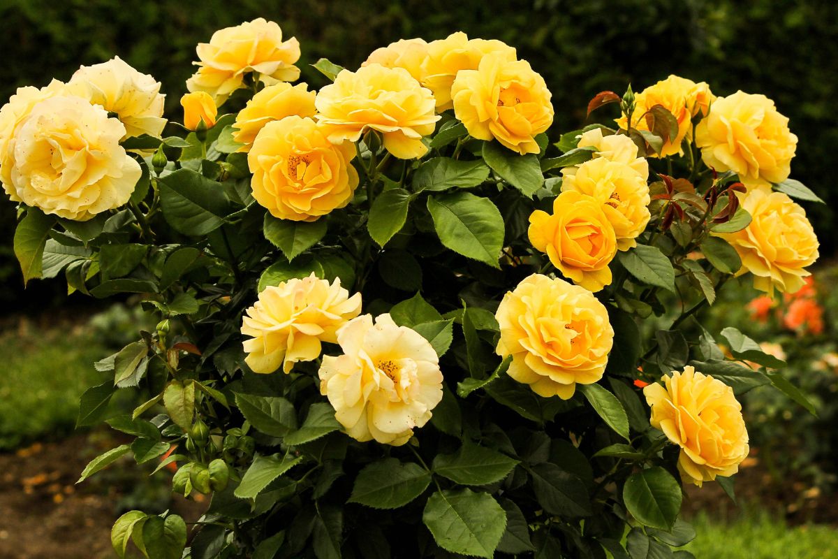 Quer embelezar o jardim? Aprenda como plantar rosas a partir de mudas com um método infalível - Reprodução: Canva