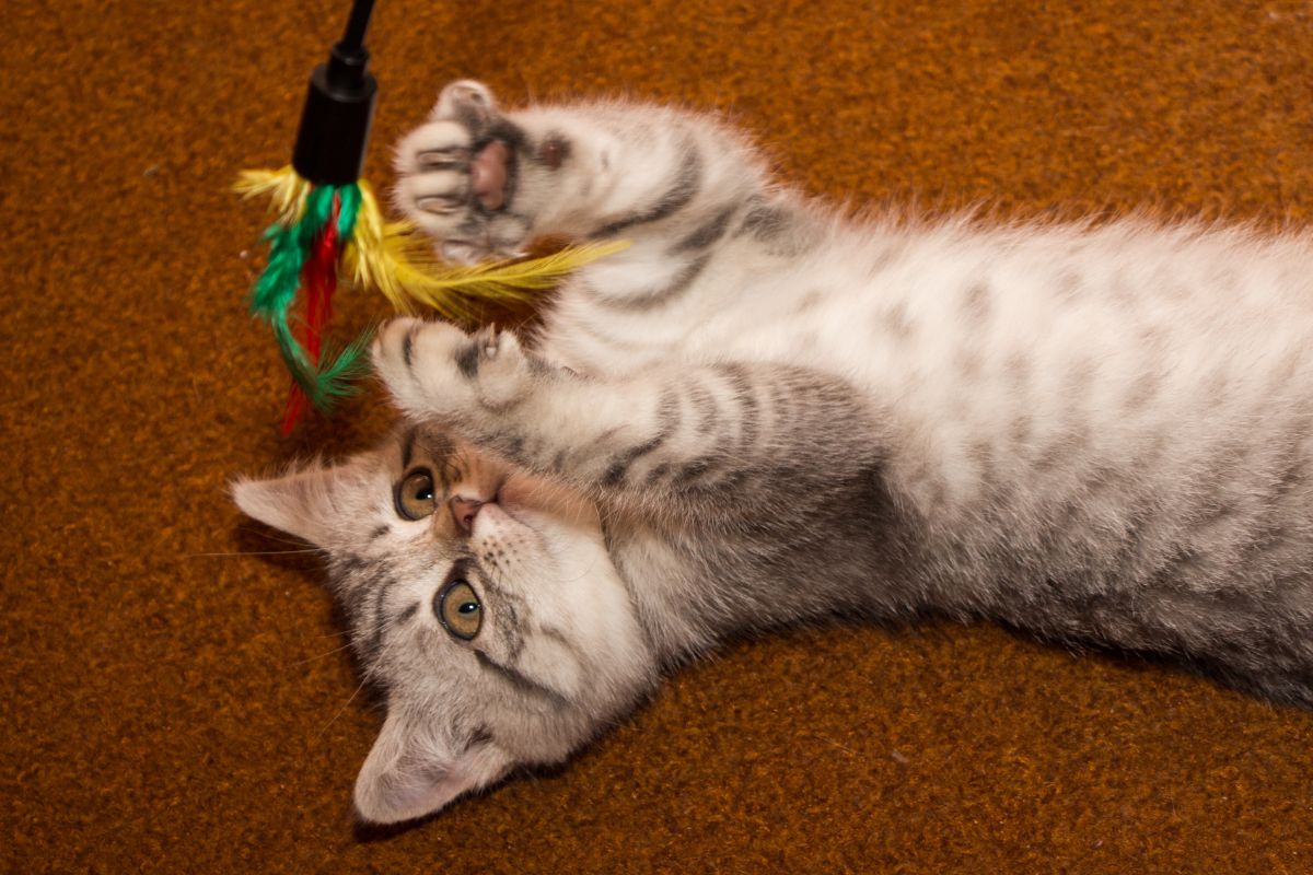 como fazer brinquedos para o seu gato
