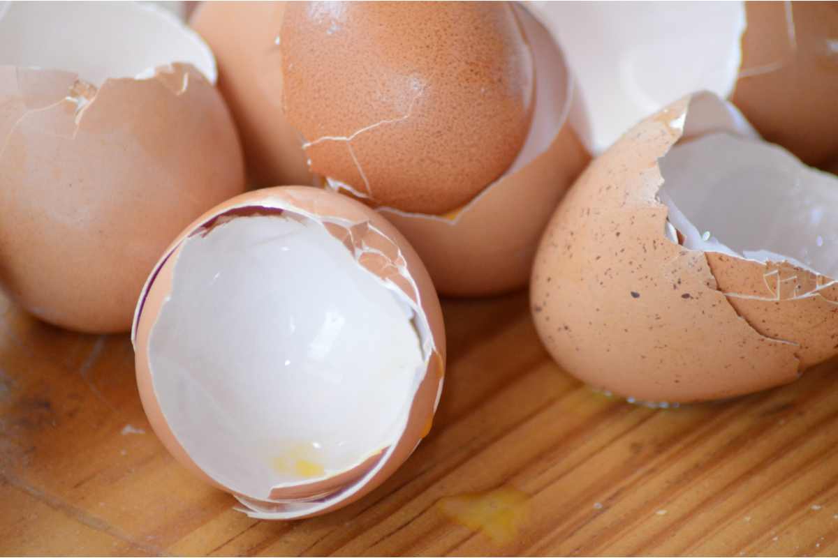 Casca de ovo faz bem para a saúde? Descubra agora mesmo e surpreenda-se ainda mais com elas (Imagem via Canva Pro)