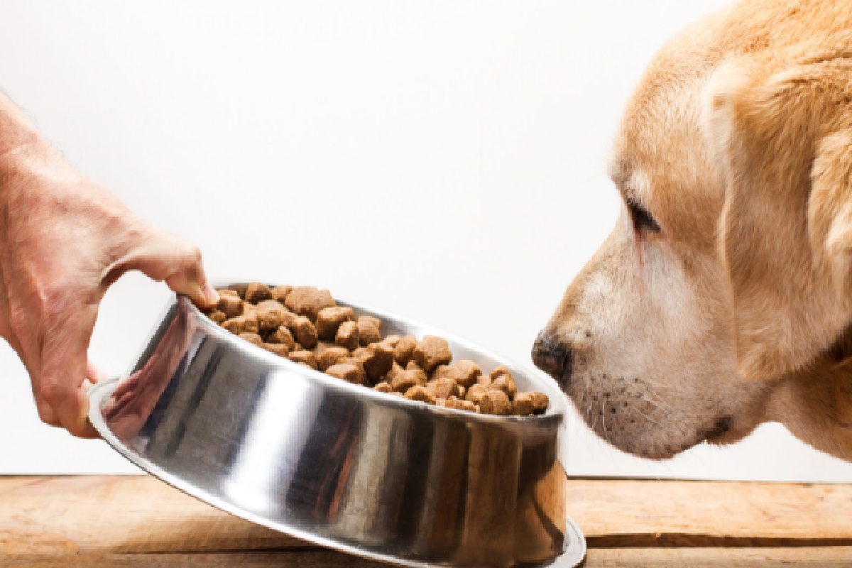 Como armazenar ração: veja dicas eficientes para proteger o alimento dos pets (Foto: Canva Pro)