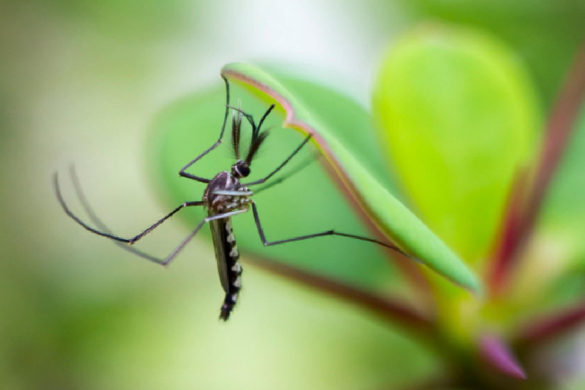 Plantas que repelem mosquitos: opções perfeitas para proteger sua casa (Foto: Canva Pro)
