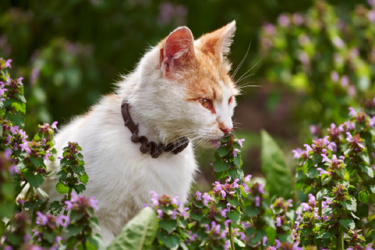 Plantas venenosas para gatos, evite estas espécies se tiver bichanos (Foto: Canva Pro)