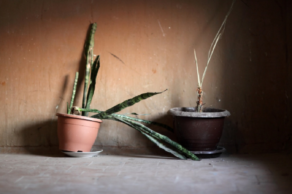 Como resgatar planta moribunda, dicas para jardineiros amadores e experientes (Foto: Canva Pro)