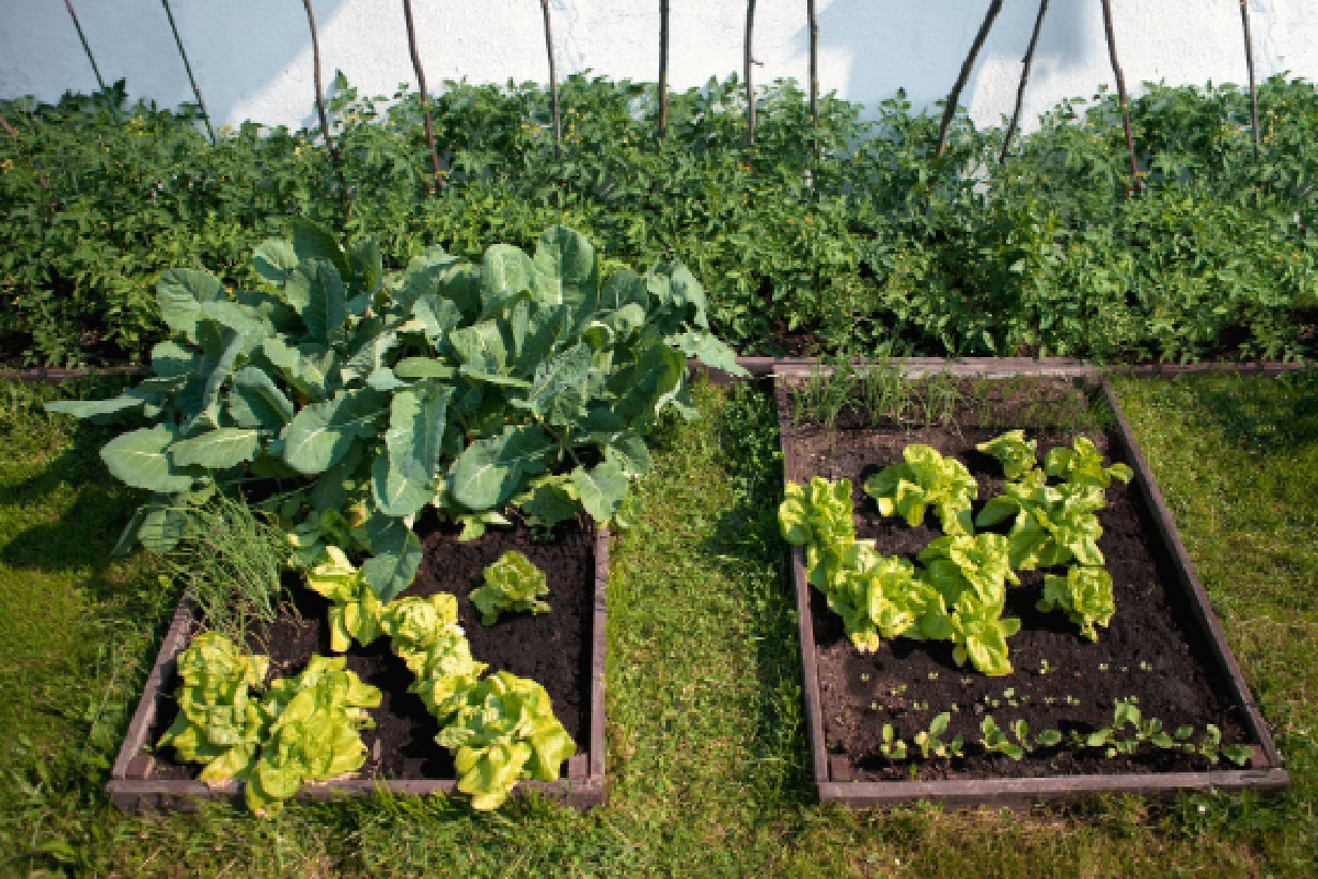 4 vegetais mais fáceis de cultivar em casa, descobra e comece sua horta de imediato (Foto: Canva Pro)