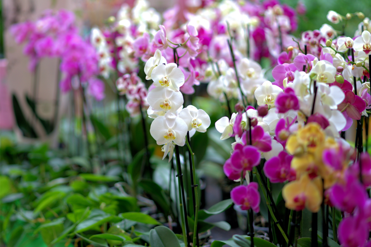 Aparecida de Goiânia recebe exposição de orquídeas - Foto: Reprodução/Canva
