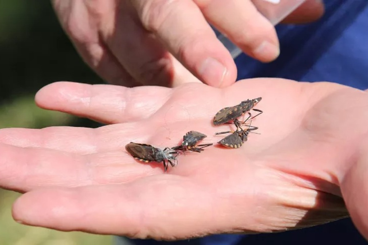Pesquisadores da UFU descobrem dado importante sobre o inseto transmissor da doença de Chagas - Divulgação Saúde