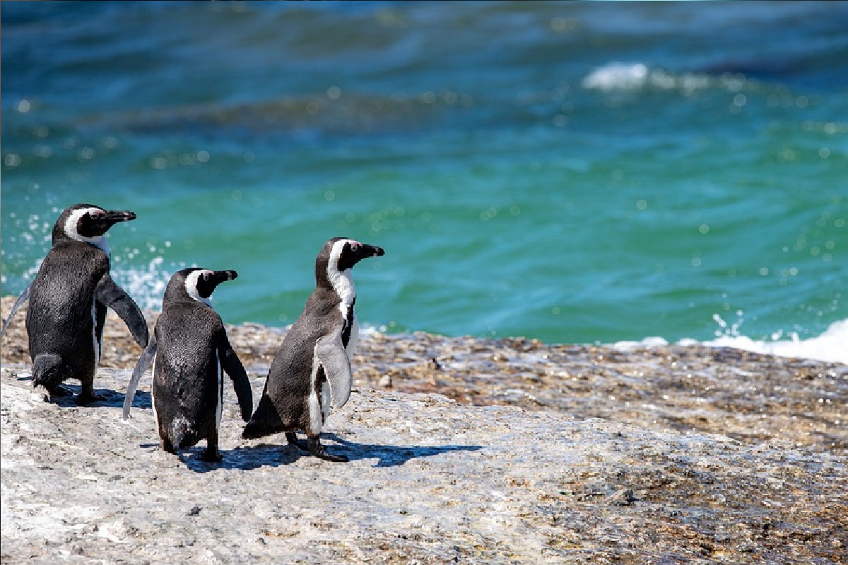 Pinguim Foto: Reprodução | Pixabay