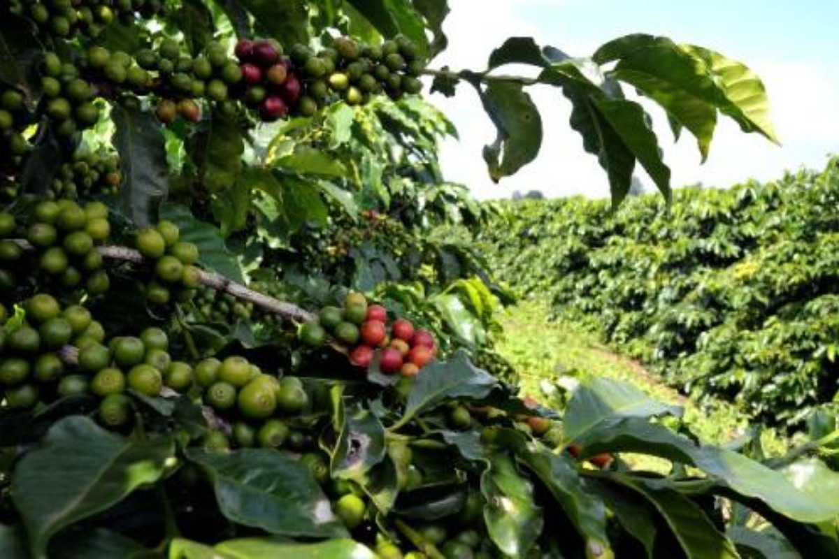 Plantação de café em Minas Gerais - Foto Guilherme Bergamini - Reprodução ALMG