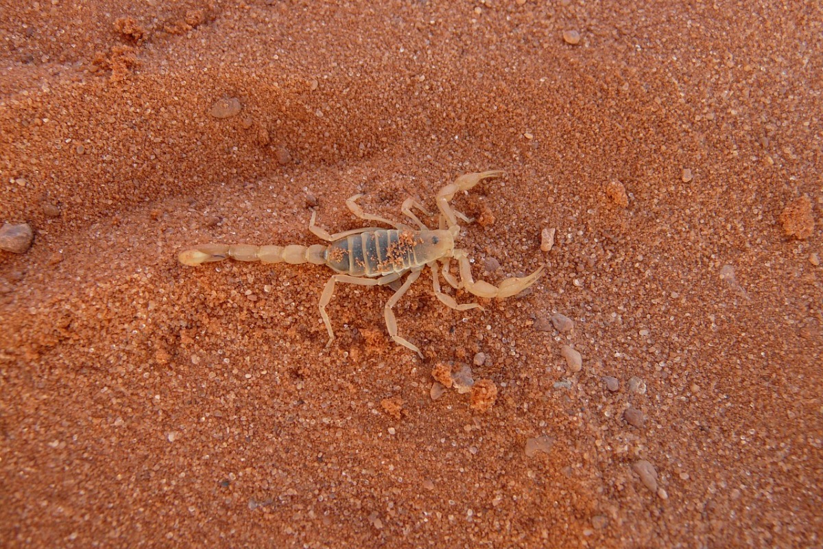 Uberlândia registra alta em acidentes com escorpiões - Foto Pixabay